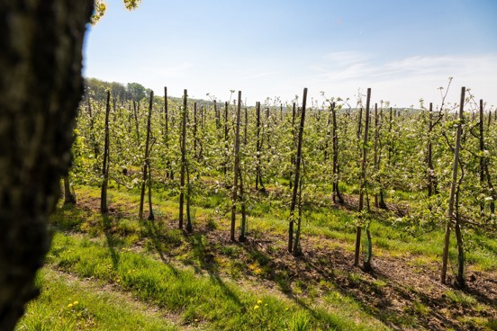Pruebe los vinos locales de Limburgo en una ruta del vino durante sus vacaciones en Maastricht