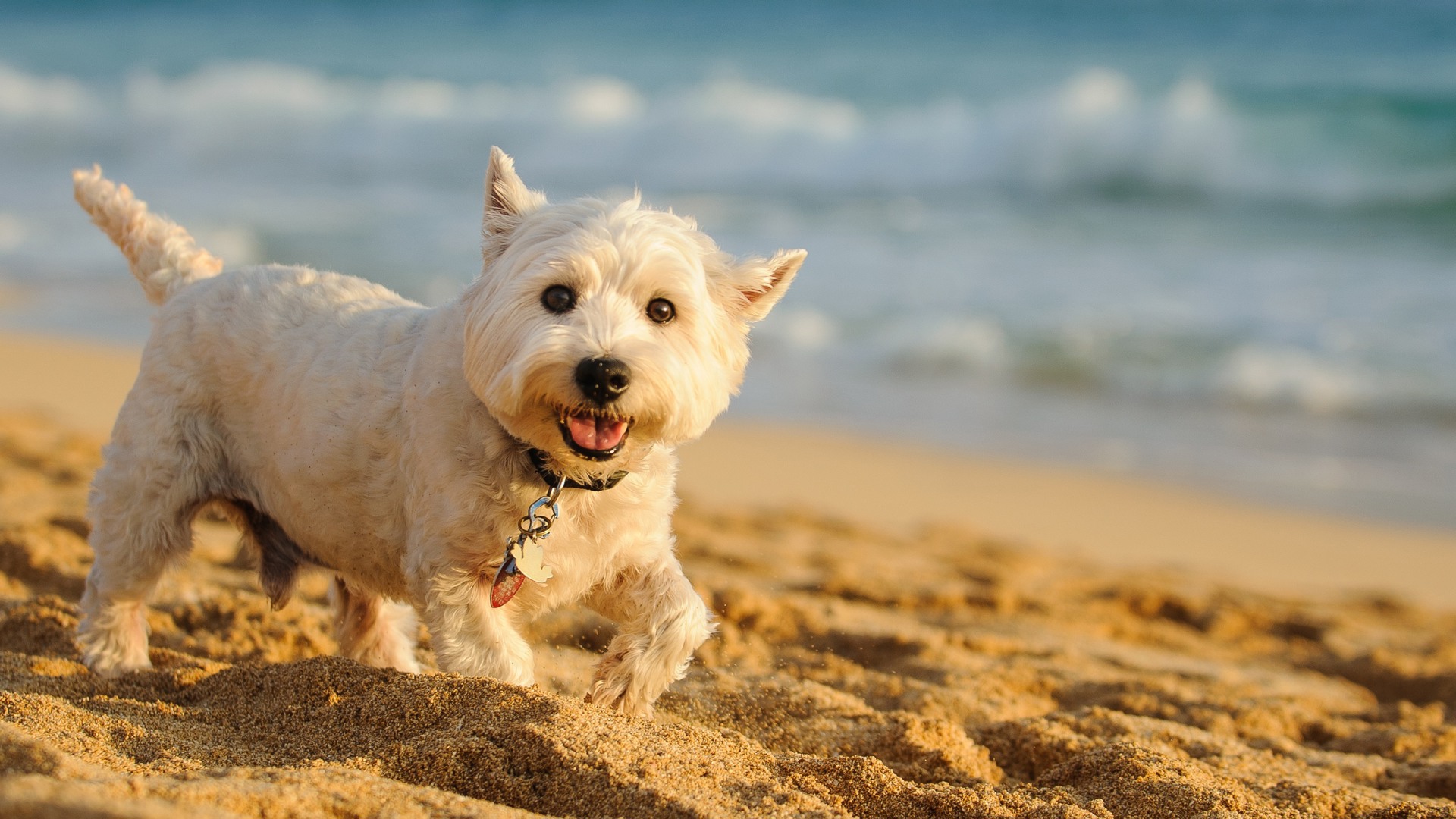 Conseil : douche pour chien après la plage