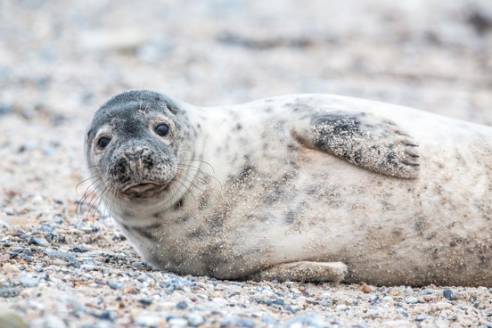 Seal spotting on the Zeeland coast