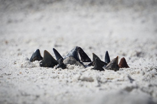Trouvez des fossiles et des dents de requin sur la plage