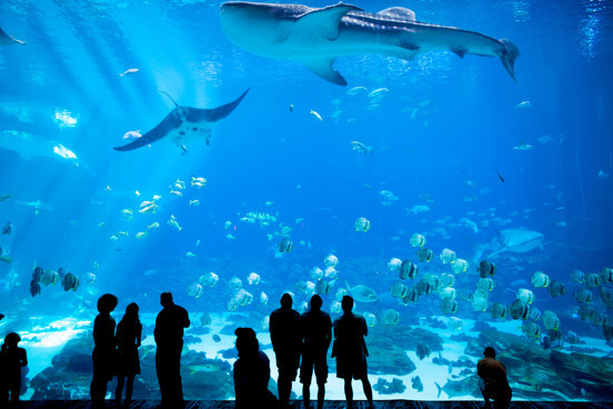 Dive into the fascinating underwater world at Sea Life Blankenberge