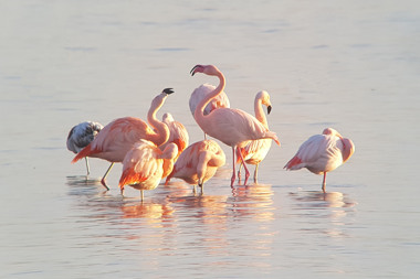 Summio_Vakantiepark_Zeedijk_Omgeving_Flamingos_001.jpg