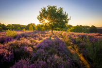 Summio Parc De Berkenhorst Gelderland - Wekerom visuel 154/486 Summio Parc De Berkenhorst Gelderland - Wekerom visuel 154/486