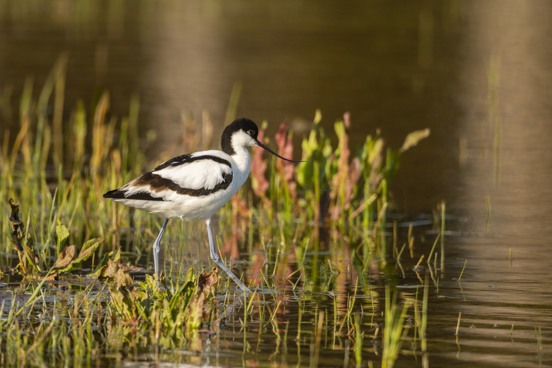 Bewundern Sie Hunderte von Vogelarten im Parc du Marquenterre