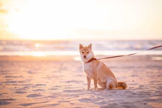 Femme et chien sur la plage pendant leurs vacances