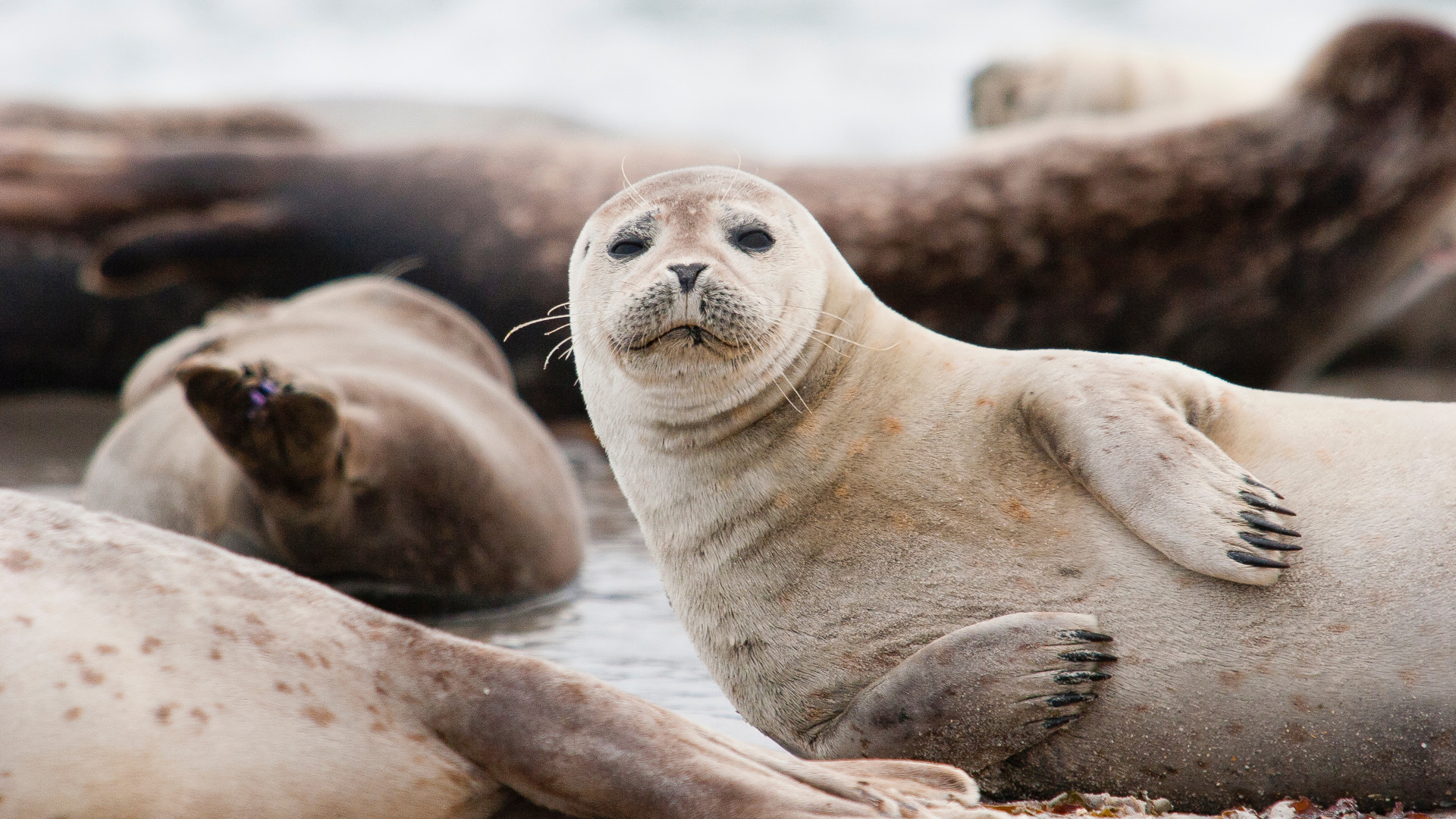 Besuchen Sie während Ihres Küstenurlaubs die Seehundauffangstation A Seal