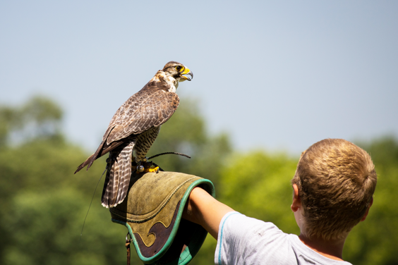 Birds of prey watching with the whole family at Hellenthal Falconry during your family holiday