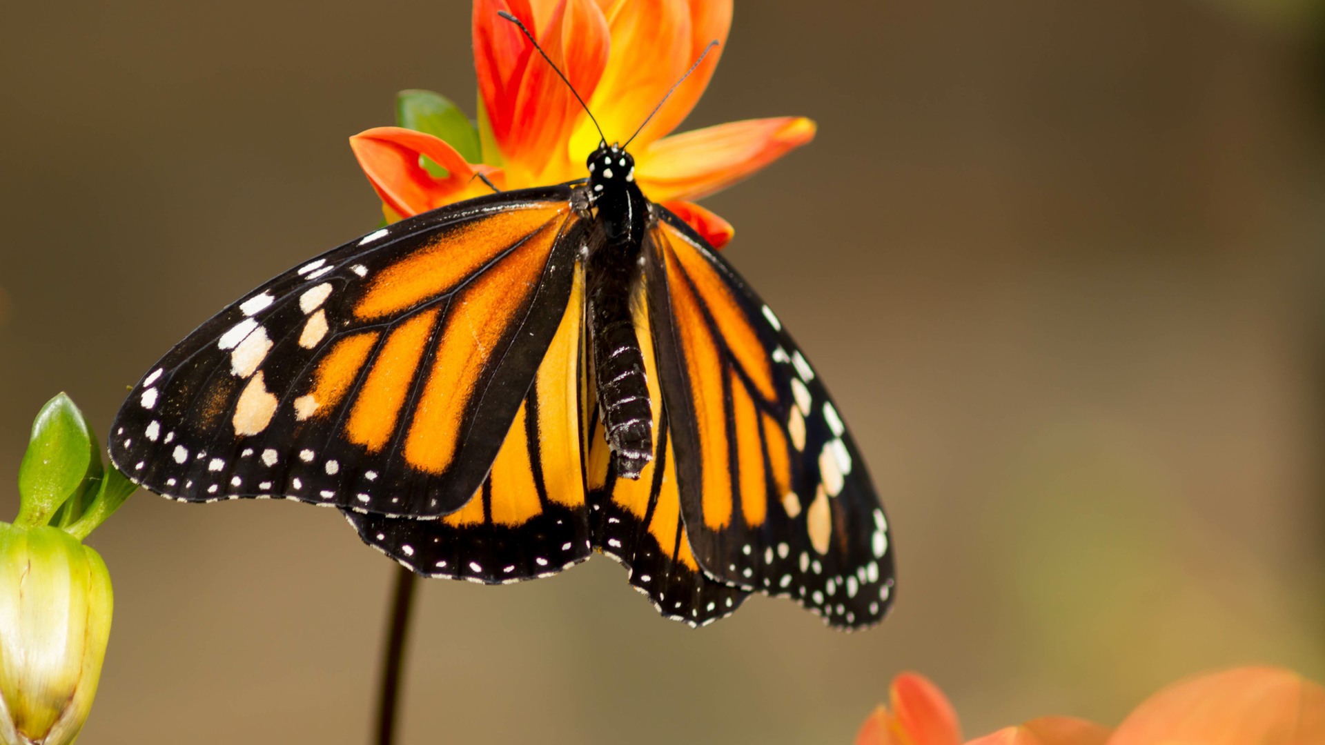 Bewonder honderden vlinders in het vlinderparadijs