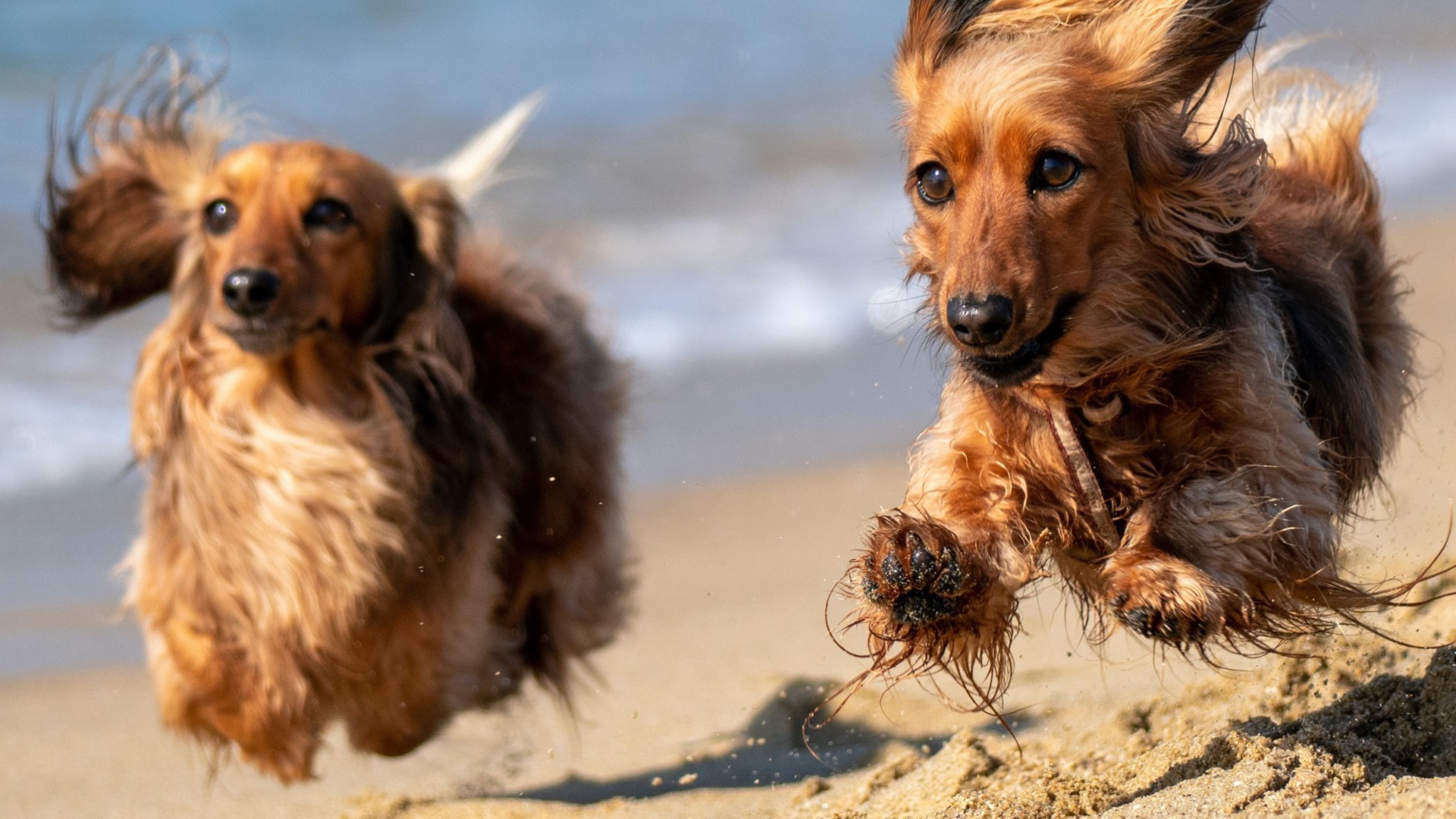 Vivez une journée sur la plage de Zélande avec votre chien