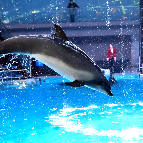 Bewonder dolfijnen bij het Dolfinarium in Harderwijk