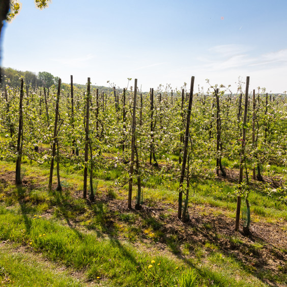 Das regionale Produkt Limburg, die Weinberge