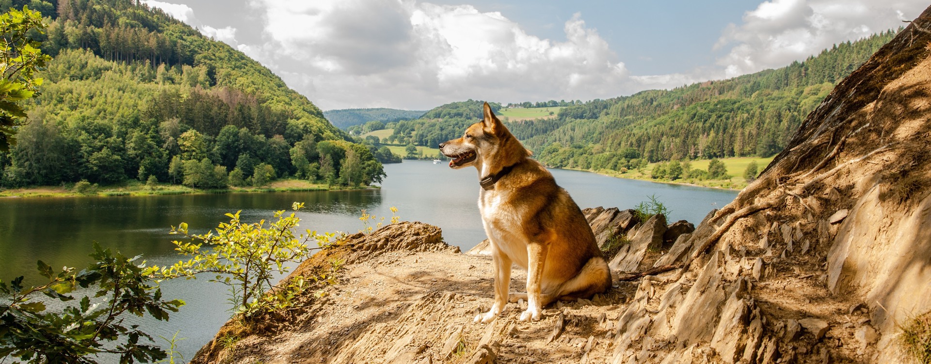 Genießen Sie Ihren Urlaub in den Ferienwohnungen des Eifeler Tor gemeinsam mit Ihrem Hund.