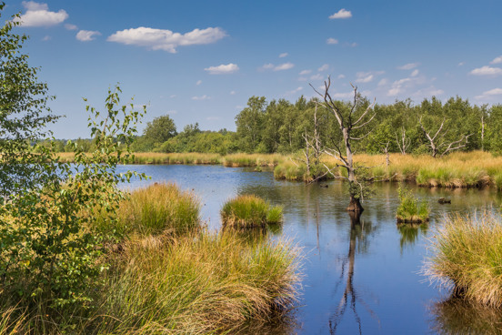 Admirez la beauté de la nature dans le parc national Dwingelderveld