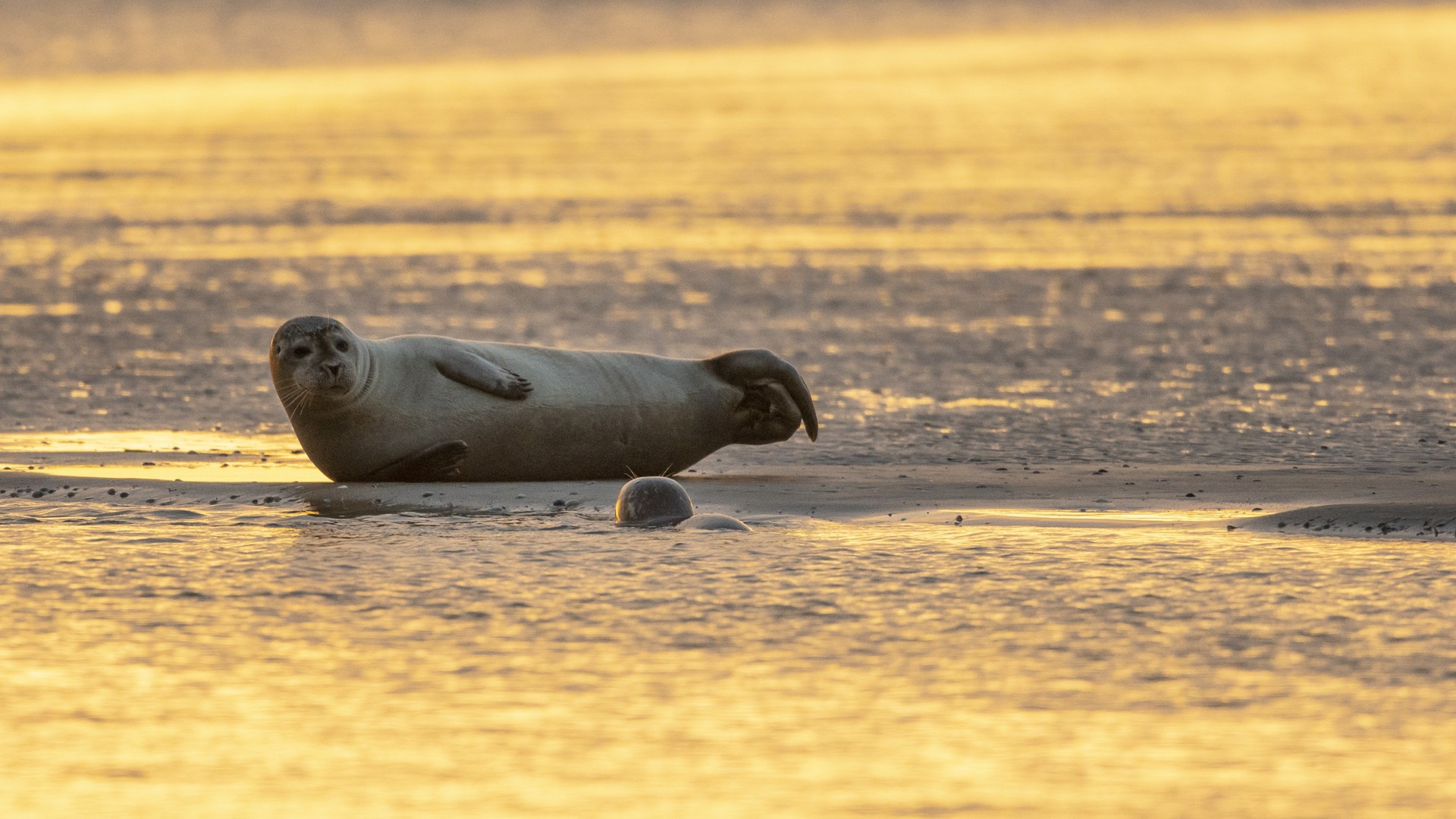 Sugerencia: avistamiento de focas