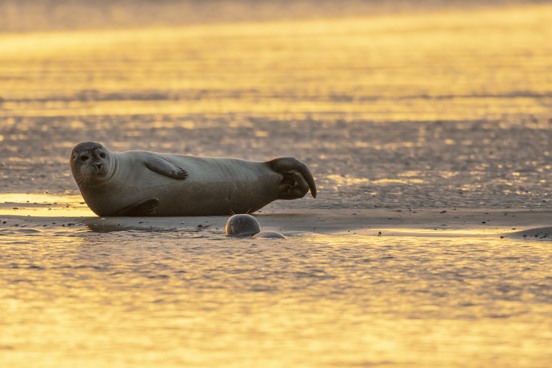 Spot seals at the beach in Berck-sur-Mer