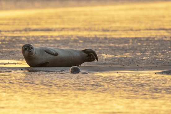 Seehunde in der Bucht von Somme