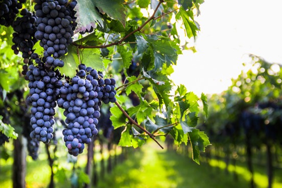 Visitar una bodega española