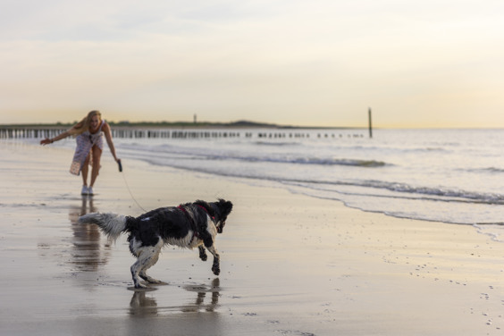 Ultieme strandvakantie voor jou en je hond